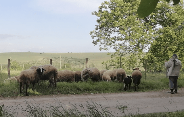 Продава 19 овце Овце - село Паламарца | Селскостопански Животни - снимка 2