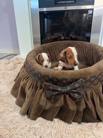 Дакели джудже късокосмести екстра мини Shorthair Dachshund, 3 Months, Vaccinated - Yes - city of Izvun Bulgaria | Dogs - снимка 2