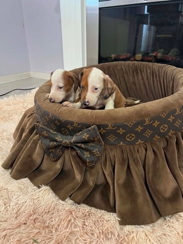 Дакели джудже късокосмести екстра мини Shorthair Dachshund, 3 Months, Vaccinated - Yes - city of Izvun Bulgaria | Dogs - снимка 3