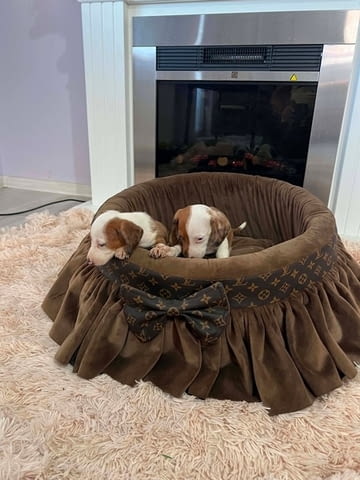Дакели джудже късокосмести екстра мини Shorthair Dachshund, 3 Months, Vaccinated - Yes - city of Izvun Bulgaria | Dogs - снимка 4