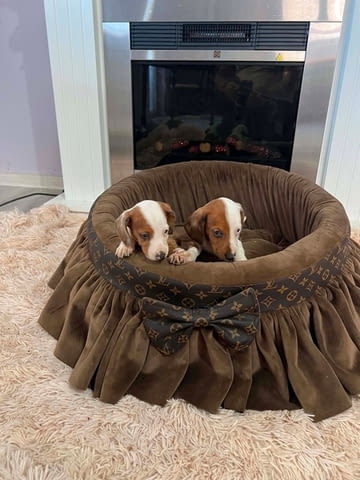 Дакели джудже късокосмести екстра мини Shorthair Dachshund, 3 Months, Vaccinated - Yes - city of Izvun Bulgaria | Dogs - снимка 5