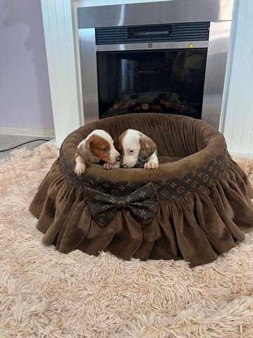 Дакели джудже късокосмести екстра мини Shorthair Dachshund, 3 Months, Vaccinated - Yes - city of Izvun Bulgaria | Dogs - снимка 6