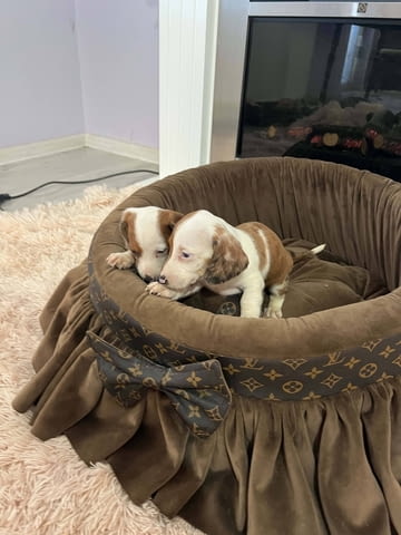 Дакели джудже късокосмести екстра мини Shorthair Dachshund, 3 Months, Vaccinated - Yes - city of Izvun Bulgaria | Dogs - снимка 7