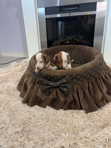 Дакели джудже късокосмести екстра мини Shorthair Dachshund, 3 Months, Vaccinated - Yes - city of Izvun Bulgaria | Dogs - снимка 8
