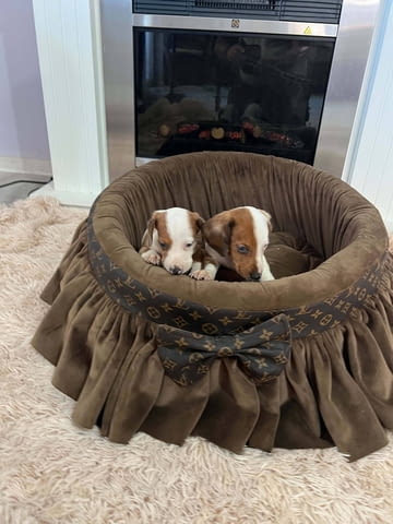 Дакели джудже късокосмести екстра мини Shorthair Dachshund, 3 Months, Vaccinated - Yes - city of Izvun Bulgaria | Dogs - снимка 10