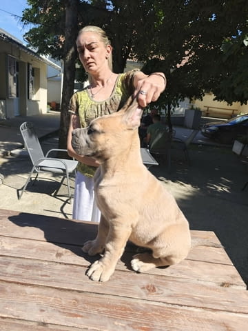Кане Корсо прекрасни кученца Kanekorso, Vaccinated - Yes, Dewormed - Yes - city of Izvun Bulgaria | Dogs - снимка 1