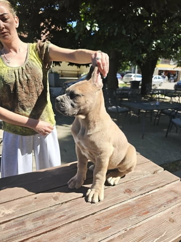 Кане Корсо прекрасни кученца Kanekorso, Vaccinated - Yes, Dewormed - Yes - city of Izvun Bulgaria | Dogs - снимка 2
