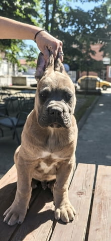 Кане Корсо прекрасни кученца Kanekorso, Vaccinated - Yes, Dewormed - Yes - city of Izvun Bulgaria | Dogs - снимка 3