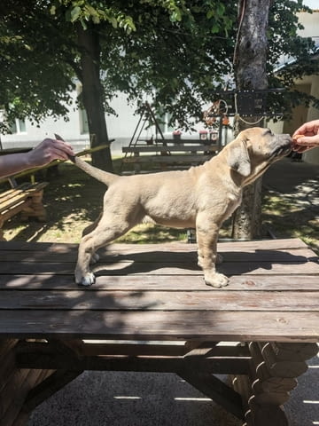 Кане Корсо прекрасни кученца Kanekorso, Vaccinated - Yes, Dewormed - Yes - city of Izvun Bulgaria | Dogs - снимка 4