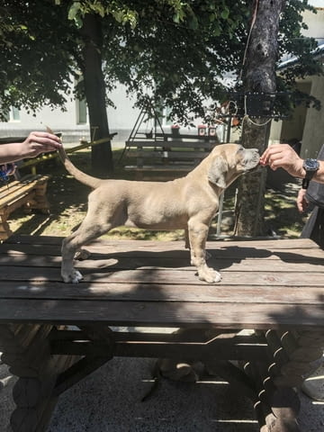 Кане Корсо прекрасни кученца Kanekorso, Vaccinated - Yes, Dewormed - Yes - city of Izvun Bulgaria | Dogs - снимка 5