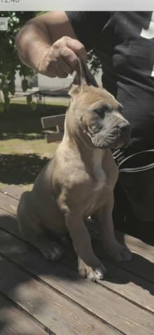 Кане Корсо прекрасни кученца Kanekorso, Vaccinated - Yes, Dewormed - Yes - city of Izvun Bulgaria | Dogs - снимка 6