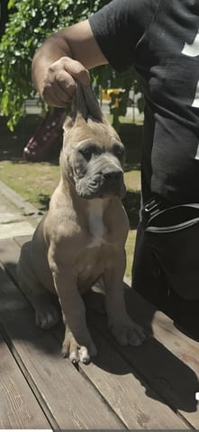 Кане Корсо прекрасни кученца Kanekorso, Vaccinated - Yes, Dewormed - Yes - city of Izvun Bulgaria | Dogs - снимка 7