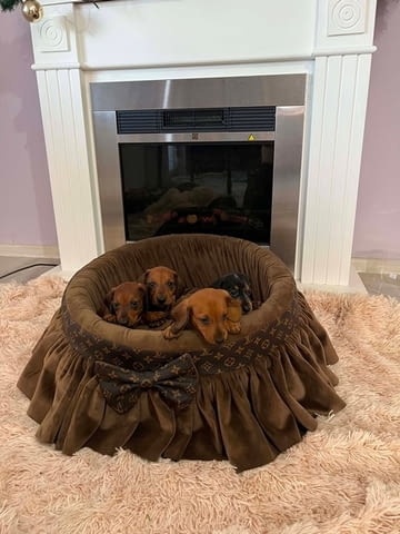 Късокосмести дакели Shorthair Dachshund, 3 Months, Vaccinated - Yes - city of Izvun Bulgaria | Dogs - снимка 2