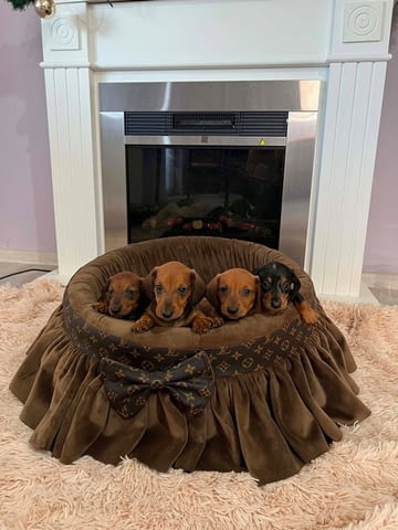 Късокосмести дакели Shorthair Dachshund, 3 Months, Vaccinated - Yes - city of Izvun Bulgaria | Dogs - снимка 3