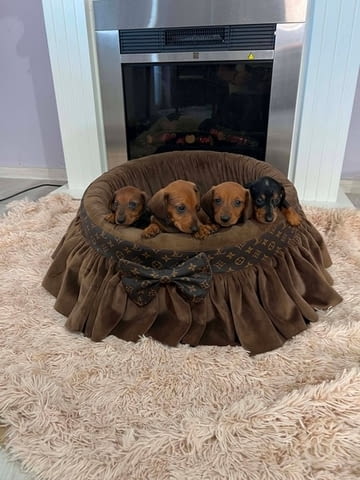 Късокосмести дакели Shorthair Dachshund, 3 Months, Vaccinated - Yes - city of Izvun Bulgaria | Dogs - снимка 4