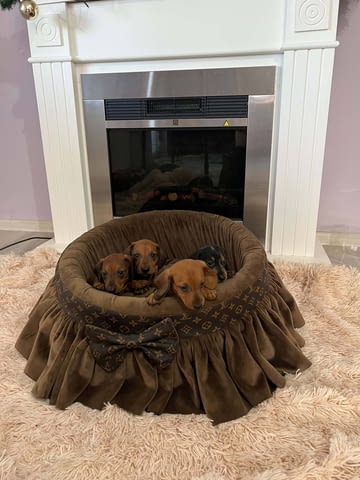 Късокосмести дакели Shorthair Dachshund, 3 Months, Vaccinated - Yes - city of Izvun Bulgaria | Dogs - снимка 5