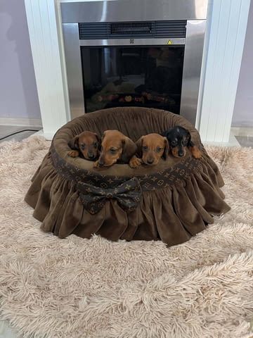 Късокосмести дакели Shorthair Dachshund, 3 Months, Vaccinated - Yes - city of Izvun Bulgaria | Dogs - снимка 6