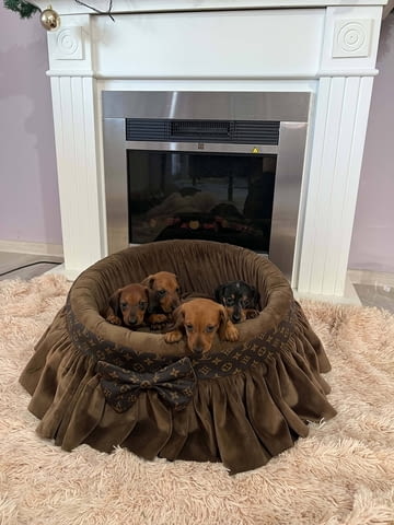 Късокосмести дакели Shorthair Dachshund, 3 Months, Vaccinated - Yes - city of Izvun Bulgaria | Dogs - снимка 7