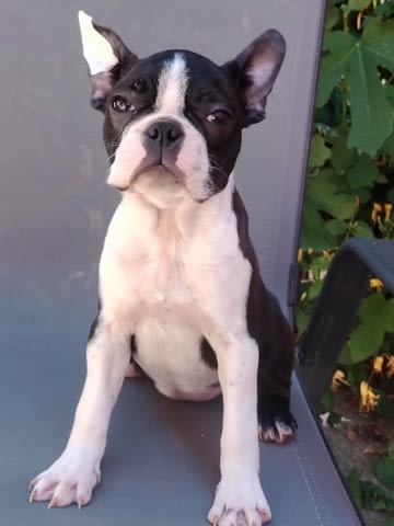 Бостън Териер – Кученца Boston Terrier, Vaccinated - Yes, Dewormed - Yes - city of Izvun Bulgaria | Dogs - снимка 1