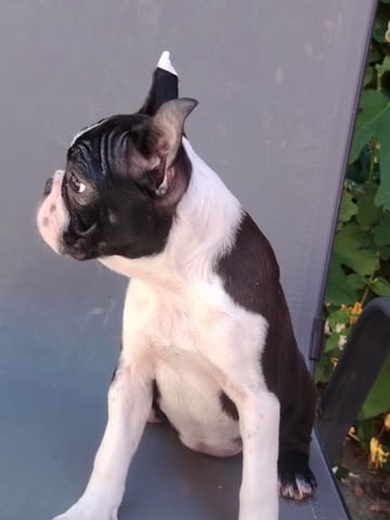 Бостън Териер – Кученца Boston Terrier, Vaccinated - Yes, Dewormed - Yes - city of Izvun Bulgaria | Dogs - снимка 2