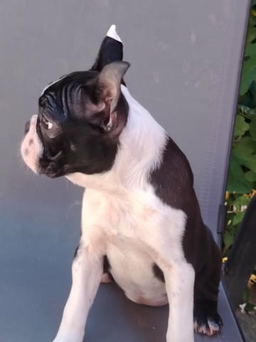 Бостън Териер – Кученца Boston Terrier, Vaccinated - Yes, Dewormed - Yes - city of Izvun Bulgaria | Dogs - снимка 3