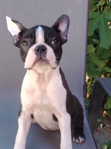 Бостън Териер – Кученца Boston Terrier, Vaccinated - Yes, Dewormed - Yes - city of Izvun Bulgaria | Dogs - снимка 4