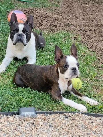 Бостън Териер – Кученца Boston Terrier, Vaccinated - Yes, Dewormed - Yes - city of Izvun Bulgaria | Dogs - снимка 5