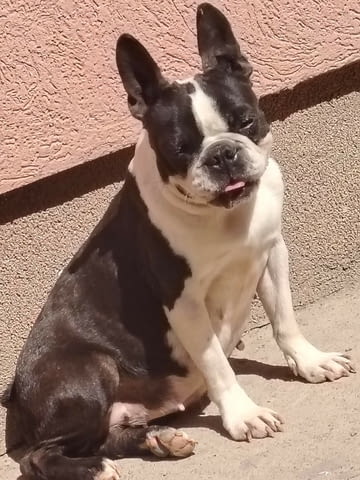 Бостън Териер – Кученца Boston Terrier, Vaccinated - Yes, Dewormed - Yes - city of Izvun Bulgaria | Dogs - снимка 6
