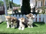 Кралска порода Уелско Корги Пембрук
