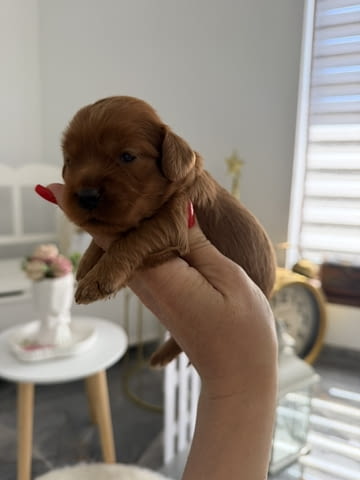 Cockapoo червени кученца Другa, Ваксинирано - Да, Обезпаразитено - Да - град Извън България | Кучета - снимка 5