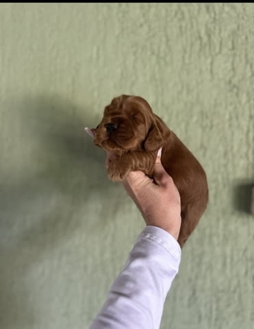 Cockapoo червени кученца Другa, Ваксинирано - Да, Обезпаразитено - Да - град Извън България | Кучета - снимка 6