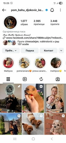 Cockapoo червени кученца Другa, Ваксинирано - Да, Обезпаразитено - Да - град Извън България | Кучета - снимка 7