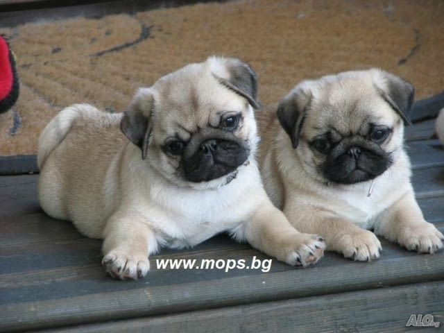 Чистокръвни бебета Мопс с родословие Pug, 2 Months, Vaccinated - Yes - village Ezdimirtsi | Dogs - снимка 1