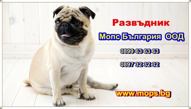 Чистокръвни бебета Мопс с родословие Pug, 2 Months, Vaccinated - Yes - village Ezdimirtsi | Dogs - снимка 2