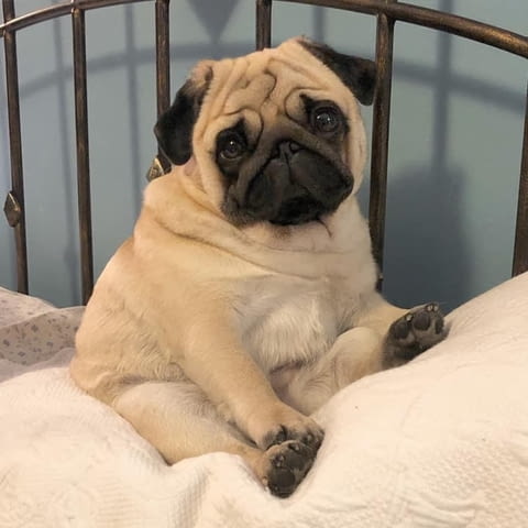 Чистокръвни бебета Мопс с родословие Pug, 2 Months, Vaccinated - Yes - village Ezdimirtsi | Dogs - снимка 3