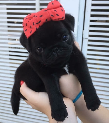Чистокръвни бебета Мопс с родословие Pug, 2 Months, Vaccinated - Yes - village Ezdimirtsi | Dogs - снимка 5