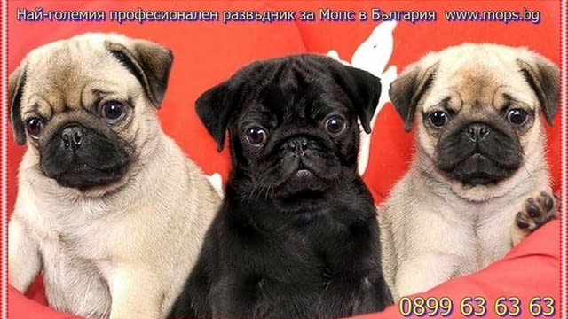 Чистокръвни бебета Мопс с родословие Pug, 2 Months, Vaccinated - Yes - village Ezdimirtsi | Dogs - снимка 7