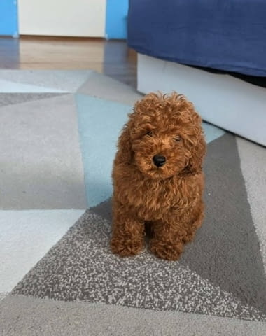 Кученца червен той пудел Mini Poodle, 3 Months, Vaccinated - Yes - city of Sofia | Dogs - снимка 1