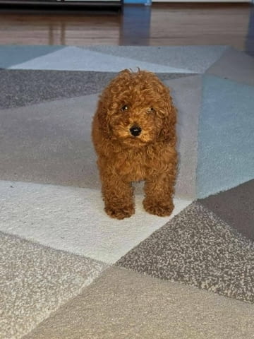 Кученца червен той пудел Mini Poodle, 3 Months, Vaccinated - Yes - city of Sofia | Dogs - снимка 2