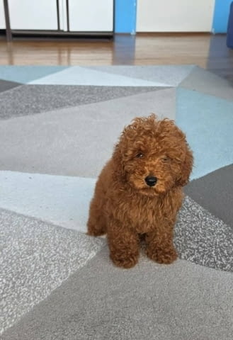 Кученца червен той пудел Mini Poodle, 3 Months, Vaccinated - Yes - city of Sofia | Dogs - снимка 3
