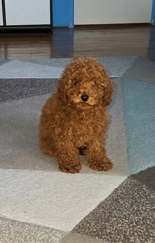 Кученца червен той пудел Mini Poodle, 3 Months, Vaccinated - Yes - city of Sofia | Dogs - снимка 4