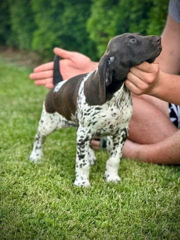 Немски късокосмести птичари, женски кученца Другa, Vaccinated - Yes - city of Sofia | Dogs - снимка 1