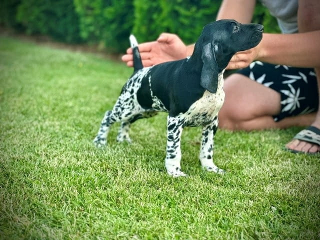 Немски късокосмести птичари, женски кученца Другa, Vaccinated - Yes - city of Sofia | Dogs - снимка 2