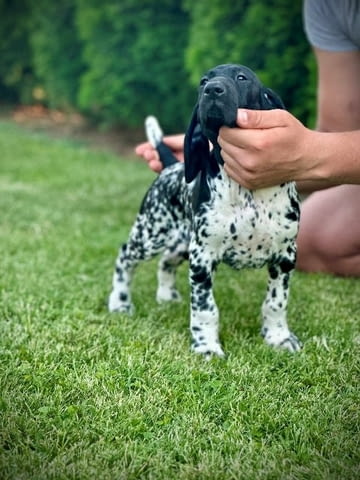 Немски късокосмести птичари, женски кученца Другa, Vaccinated - Yes - city of Sofia | Dogs - снимка 3
