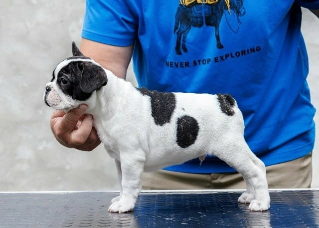 Френски булдози от най-високо качество – резервации в ход!, град София | Кучета - снимка 7