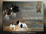 Френски булдози от най-високо качество – резервации в ход!