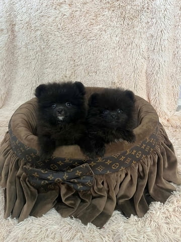 Висококачествени померанчета Померан (Малък английски шпиц), 3 месеца, Ваксинирано - Да - град Извън България | Кучета - снимка 6
