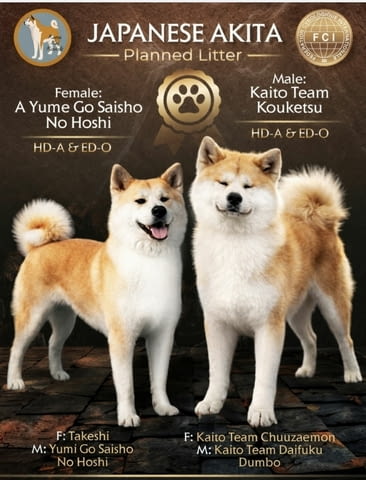 Akita Inu Прекрасни FCI кученца Акита, Ваксинирано - Да, Обезпаразитено - Да - град Извън България | Кучета - снимка 1