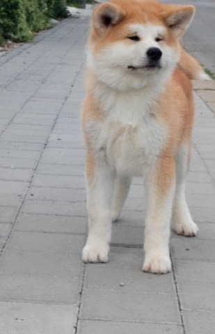 Akita Inu Прекрасни FCI кученца Акита, Ваксинирано - Да, Обезпаразитено - Да - град Извън България | Кучета - снимка 6