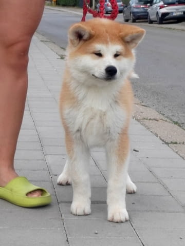 Akita Inu Прекрасни FCI кученца Акита, Ваксинирано - Да, Обезпаразитено - Да - град Извън България | Кучета - снимка 7